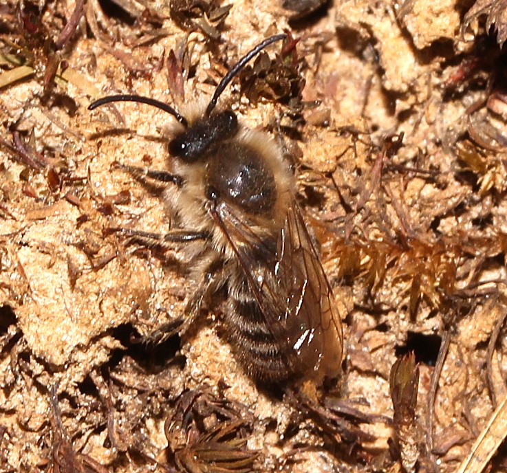 Colletes cunicularius-m